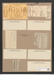 Amphora proteus Greg. (de-Toni-Nr.: Genus 36, Species 1635) Zeichnungen Sammlung Grunow Nr. 3122 (NHMW-BOT-W0370549)